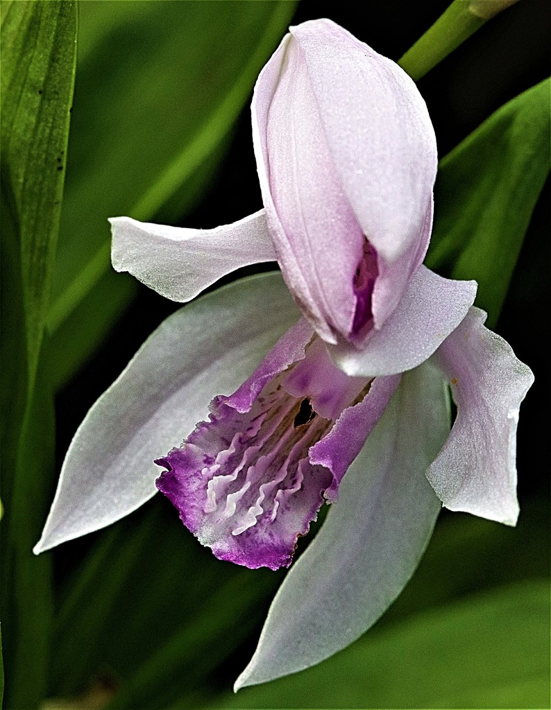 口紅紫蘭［蘭科］