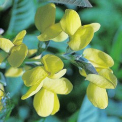 千代萩、先代萩、仙台萩「豆科」