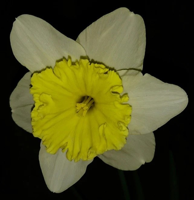 大杯水仙［彼岸花科］