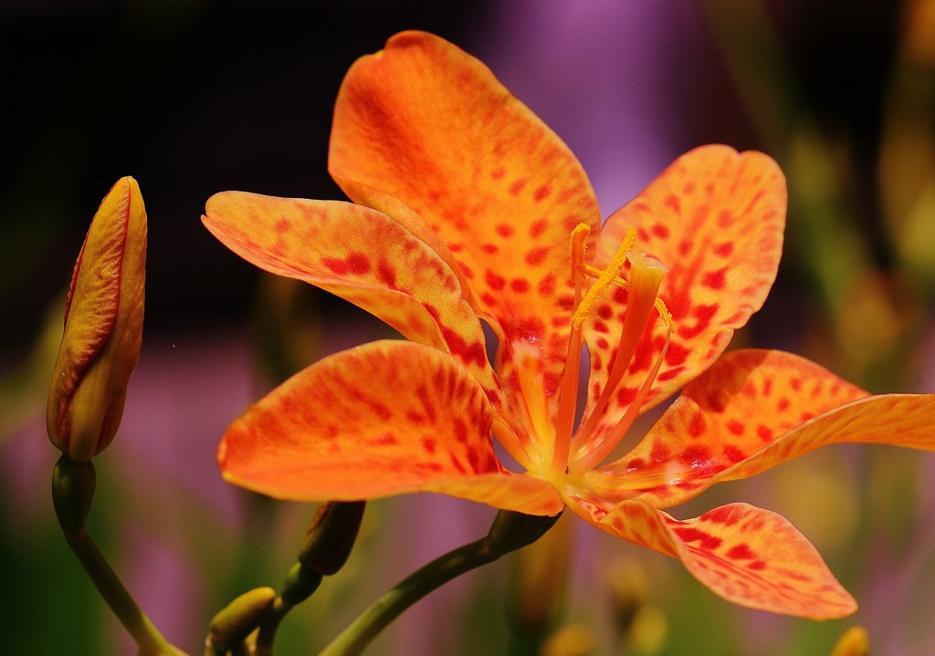 達磨檜扇、達磨射干