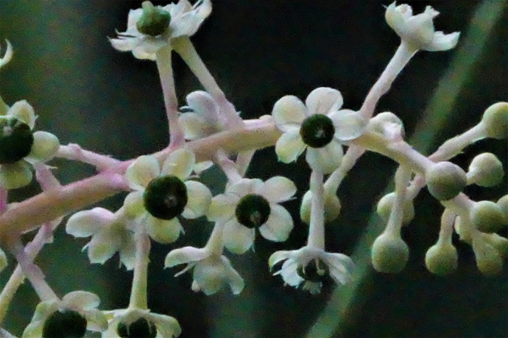 洋種山牛蒡、アメリカ山牛蒡［山牛蒡科］