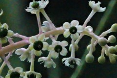 洋種山牛蒡、アメリカ山牛蒡［山牛蒡科］