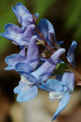 蝦夷延胡索［芥子科］