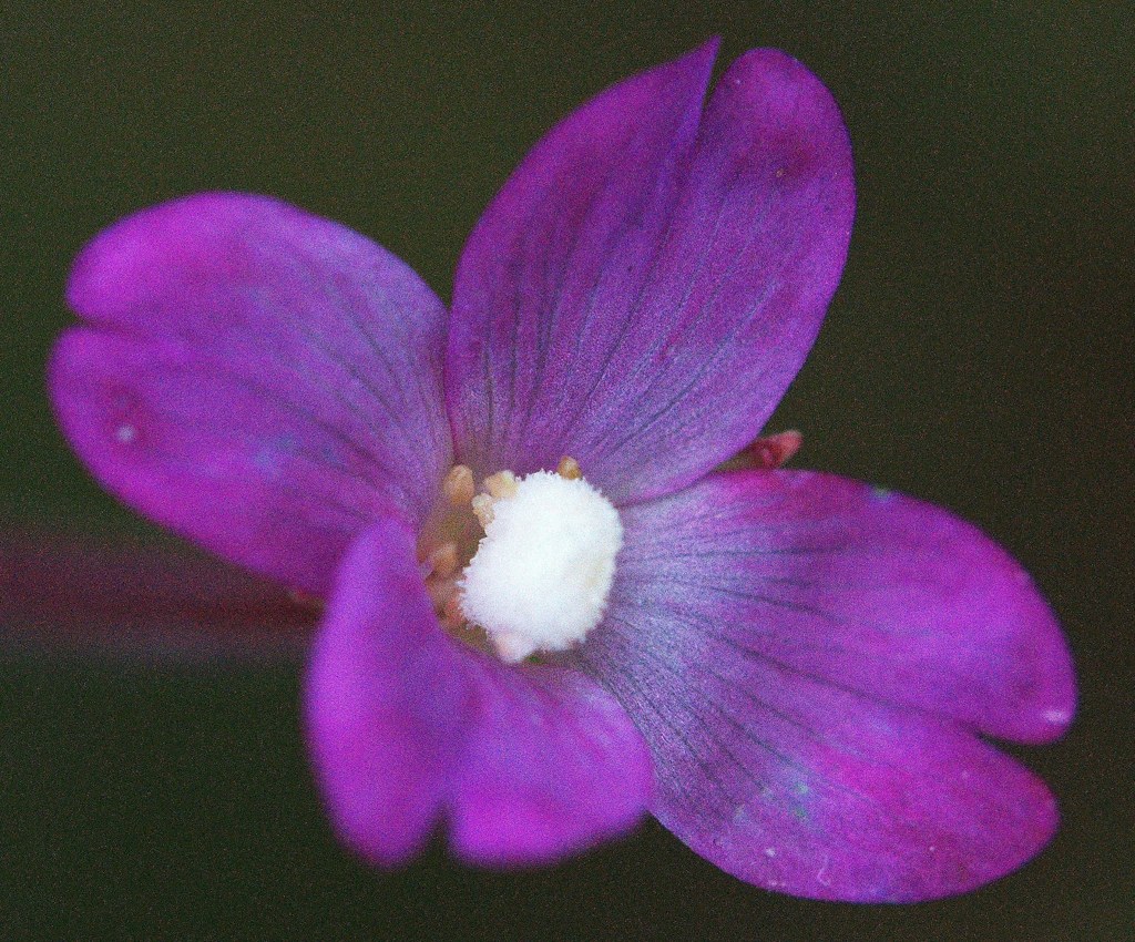 赤花、赤葉菜［赤花科］