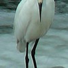 小鷺