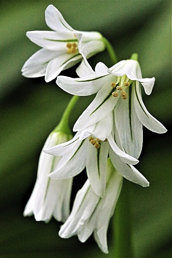 三角葱(ミツカドネギ)［彼岸花科］