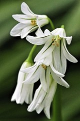 三角葱(ミツカドネギ)［彼岸花科］