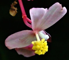 秋海棠、瓔珞草、断腸花［秋海棠科］