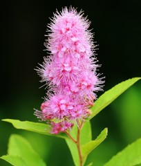 穂咲下野［薔薇科］