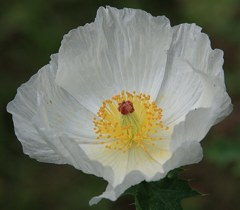 白薊芥子［罌粟科］