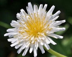 白花蒲公英 ［菊科］