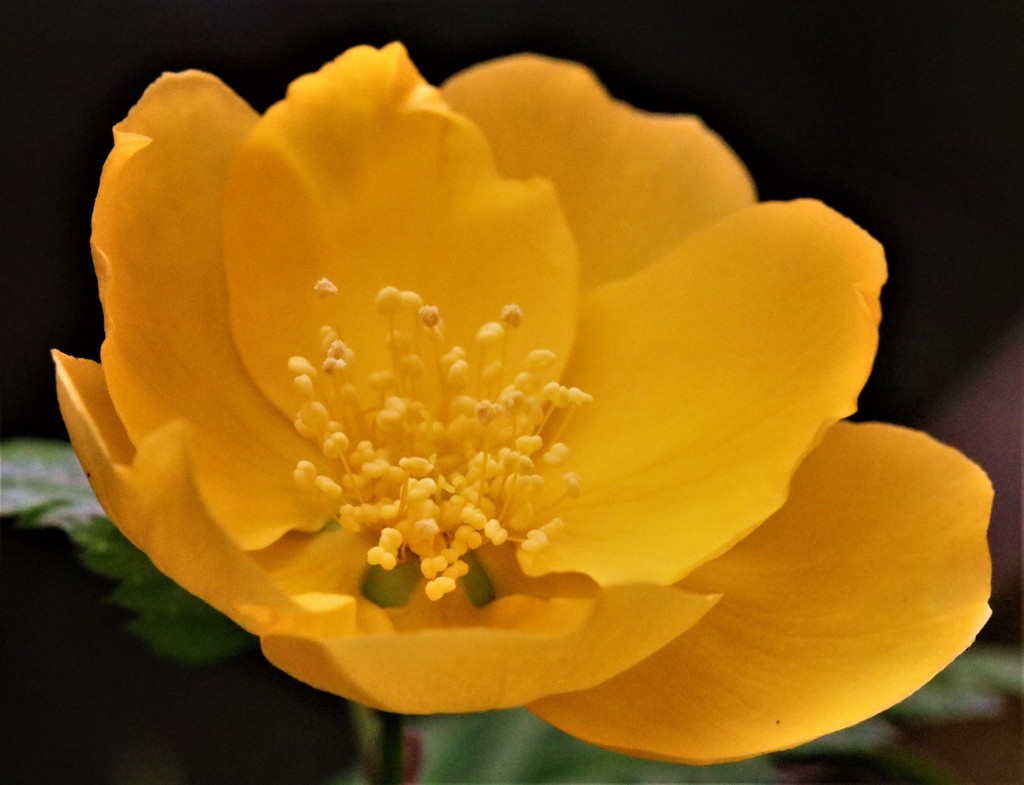 山吹、棣棠、面影草、鏡草 「薔薇科」