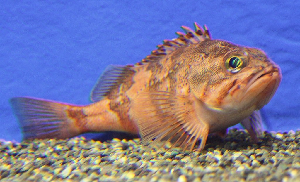総笠子、総瘡魚、房笠子、房瘡魚 