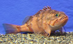 総笠子、総瘡魚、房笠子、房瘡魚 