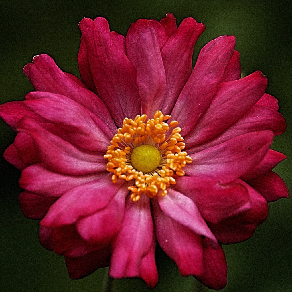 秋明菊、貴船菊［金鳳花科］