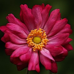 秋明菊、貴船菊［金鳳花科］