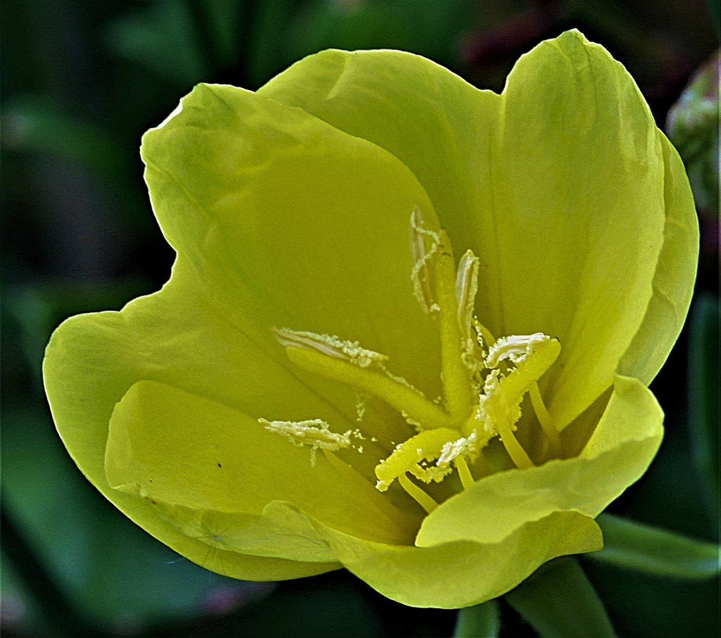 待宵草［赤花科］