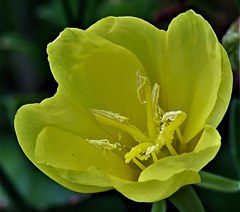 待宵草［赤花科］