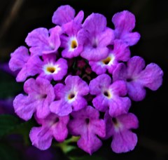 小葉のランタナ、西洋山丹花［熊葛科］