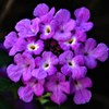 小葉のランタナ、西洋山丹花［熊葛科］