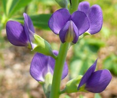 紫先代萩［豆科］