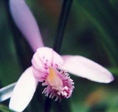 朱鷺草、鴇草［蘭科］