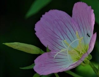 桃色昼咲月見草［赤花科］