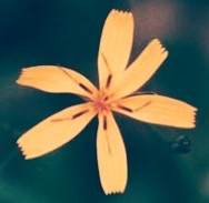 苦菜、黄瓜菜［菊科］