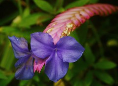 花アナナス、チランジア［パイナップル科］