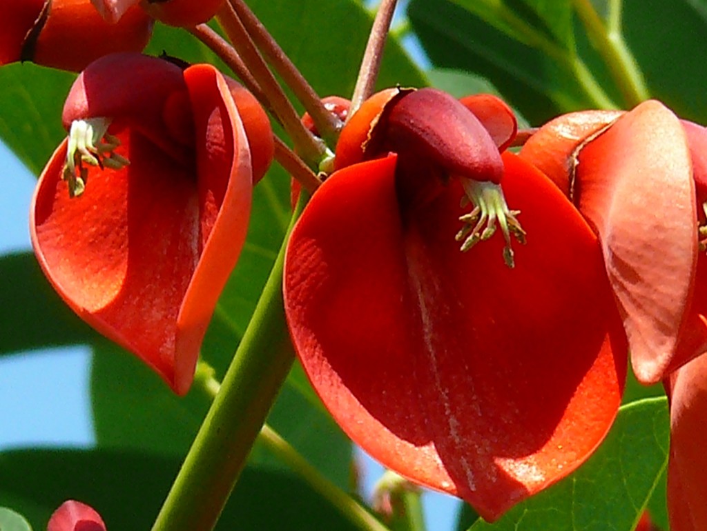 丸葉梯梧［豆科］