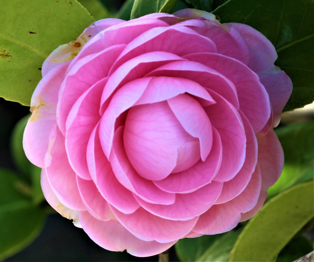 乙女椿［椿科］