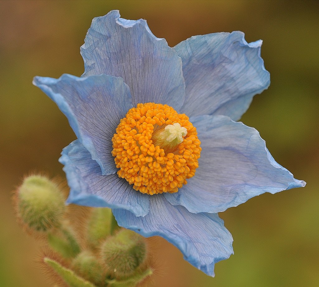 ヒマラヤの青い芥子、ブルーポピー、メコノプシス［芥子科］