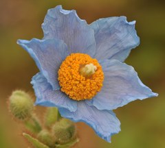 ヒマラヤの青い芥子、ブルーポピー、メコノプシス［芥子科］