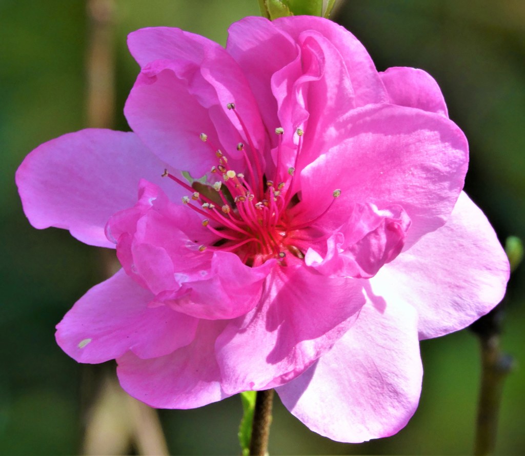 花桃［薔薇科］