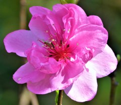 花桃［薔薇科］