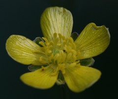 馬の足形、毛茛［金鳳花科］