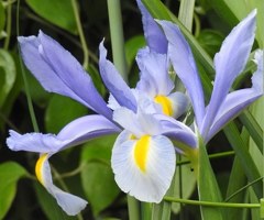 オランダ文目、ダッチアイリス［文目科］