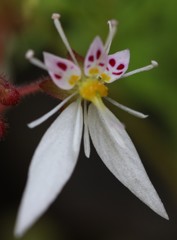 雪の下［雪の下科］