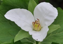 大花延齢草［メランチウム科］