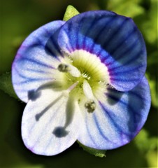 大犬のフグリ、瑠璃唐草、天人唐草、星の瞳［大葉子科］