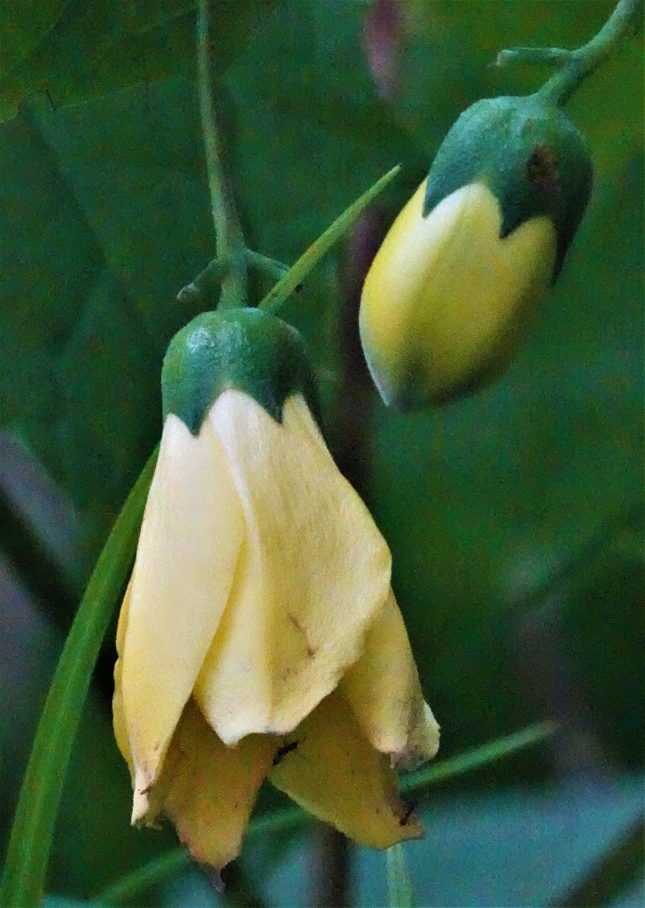 黄蓮華升麻［紫陽花科］