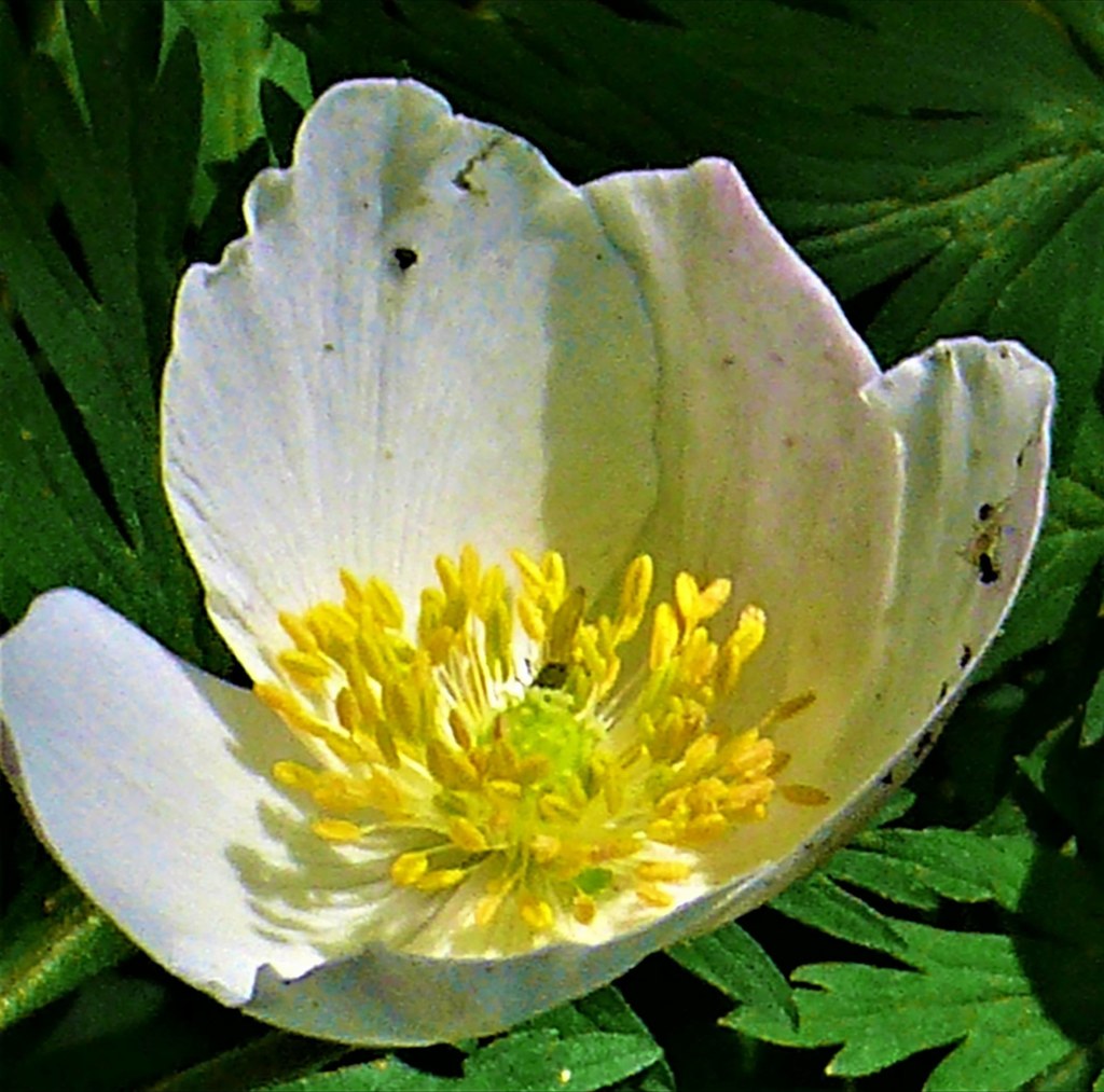 一 輪草［金鳳花科］