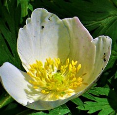 一 輪草［金鳳花科］