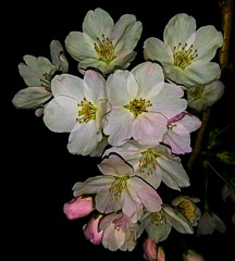 染井吉野［薔薇科］