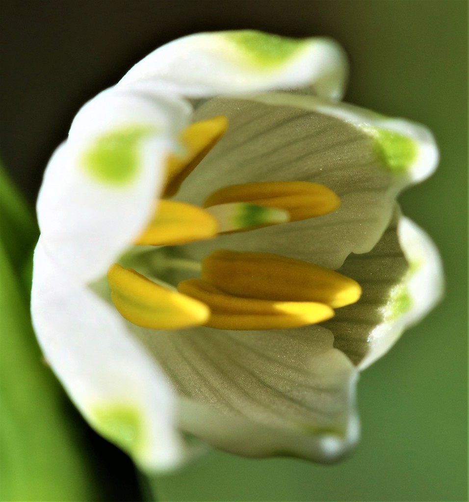 大待雪草、鈴蘭水仙 スノーフレーク(雪のかけら、ひとひらの雪)［彼岸花科］