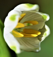大待雪草、鈴蘭水仙 スノーフレーク(雪のかけら、ひとひらの雪)［彼岸花科］