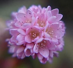 姫蔓蕎麦、寒虎杖(カンイタドリ)、ポリゴナム［蓼科］