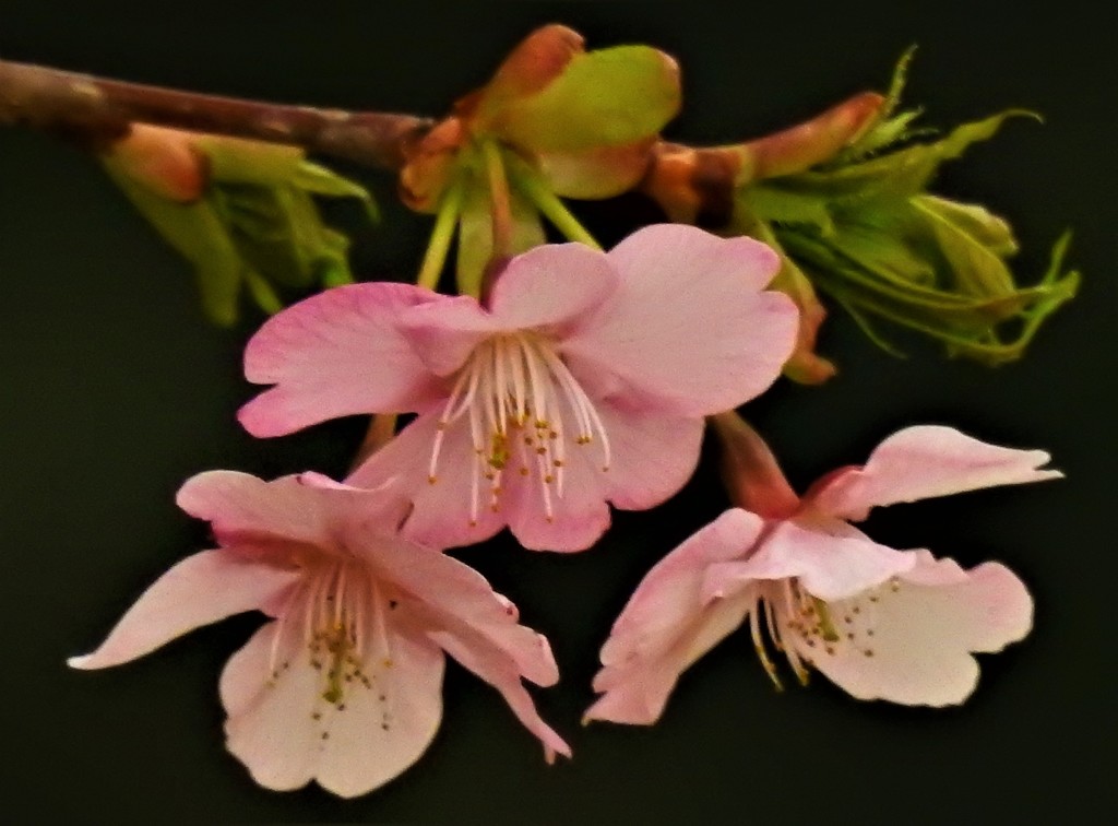 河津桜［薔薇科］