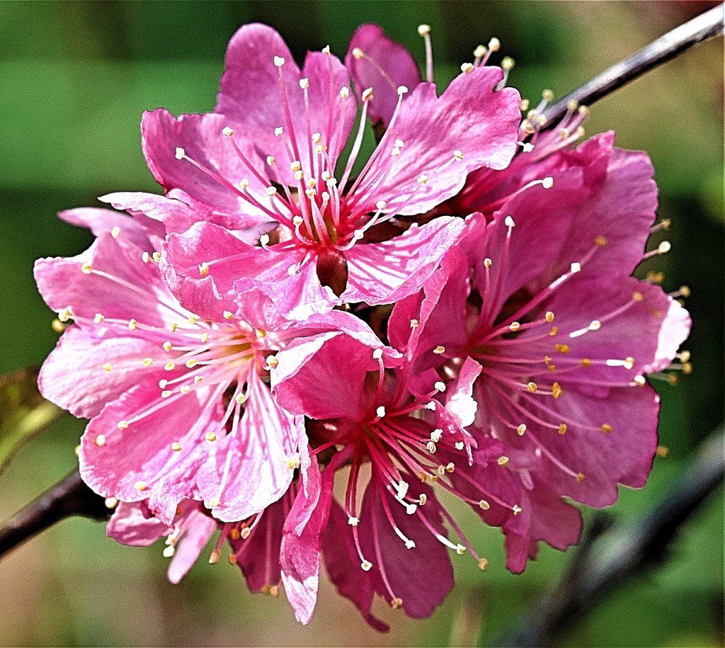 庭梅［薔薇科］