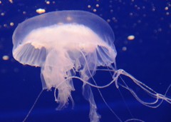 天蓋海月